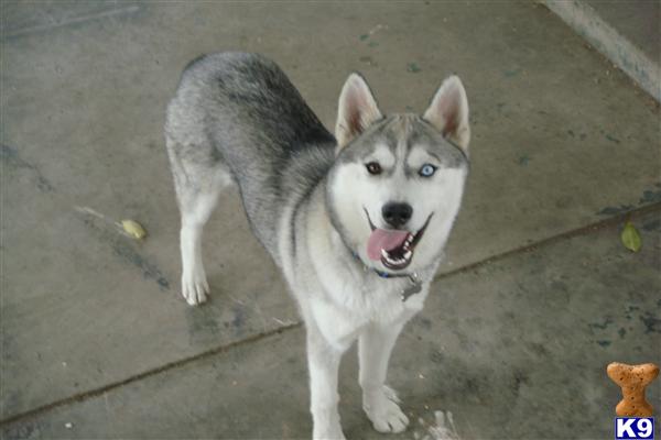 Dogs for Sale in CA